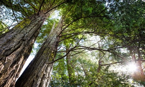 Redwoods … ‘They’ve been fighting a war for sunlight and sustenance since before we existed.’