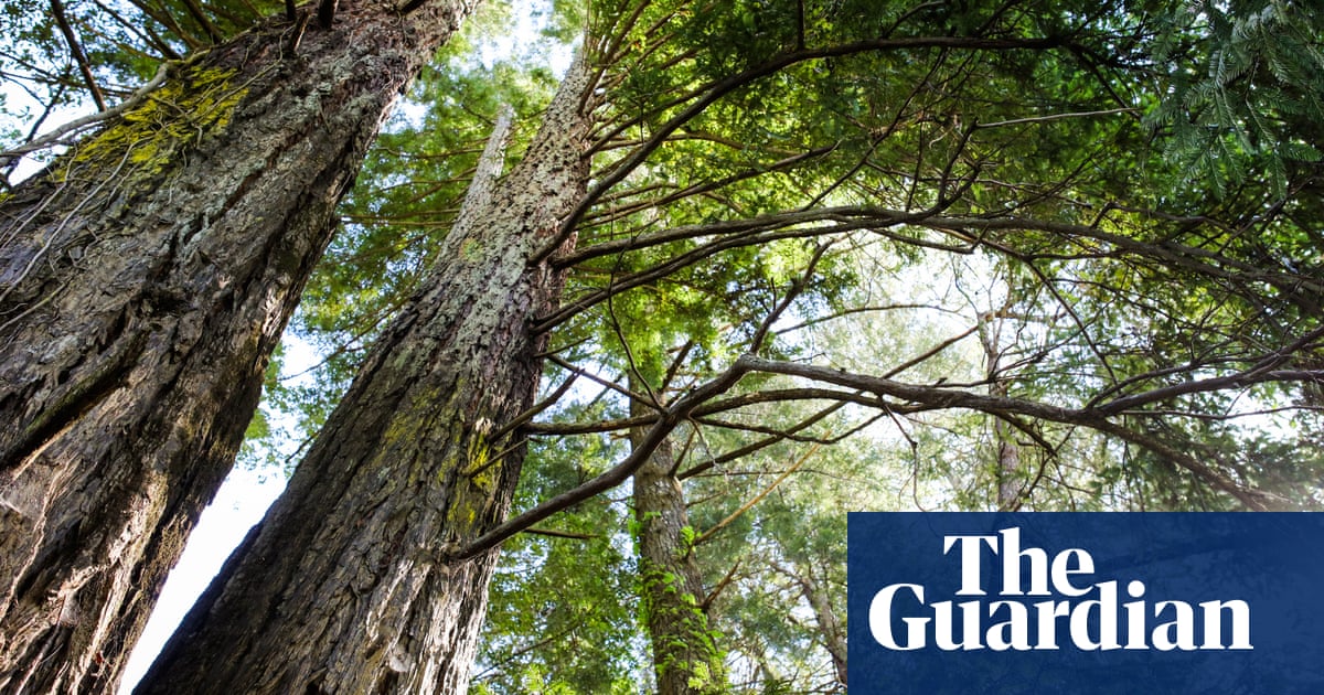 Win-win': new maps reveal best opportunities for global reforestation