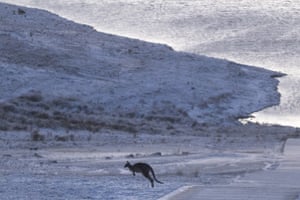 A wallaby is seen jumping against a blanket of snow.