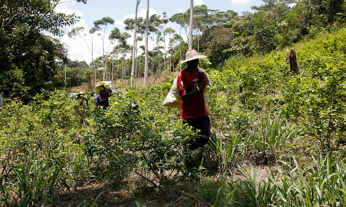 People carry loads of harvested coca leaves along a coca field in Puerto Bello, in the southern Colombia’s state of Putumayo, in 2017.