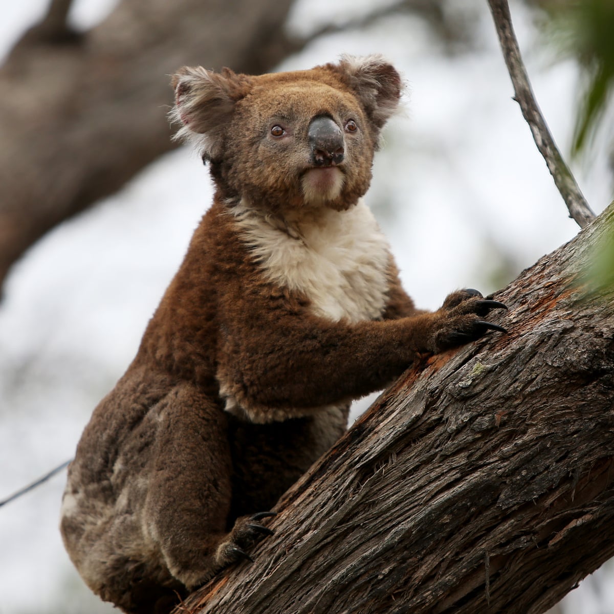 Sliding Towards Extinction Koala May Be Given Endangered Listing As Numbers Plummet Wildlife The Guardian Sliding Towards Extinction Koala May Be Given Endangered Listing As Numbers Plummet Wildlife The Guardian