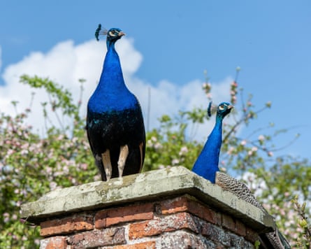 A pair of peacocks on a roof