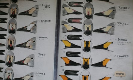 Drawings of wildfowl heads and beaks by Nicola, daughter of Peter Scott