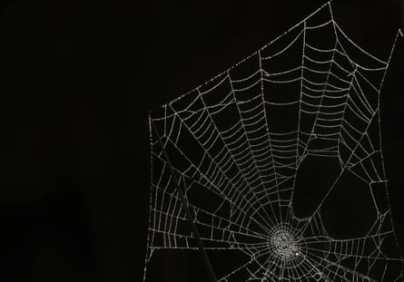 A spider web covered in morning dew