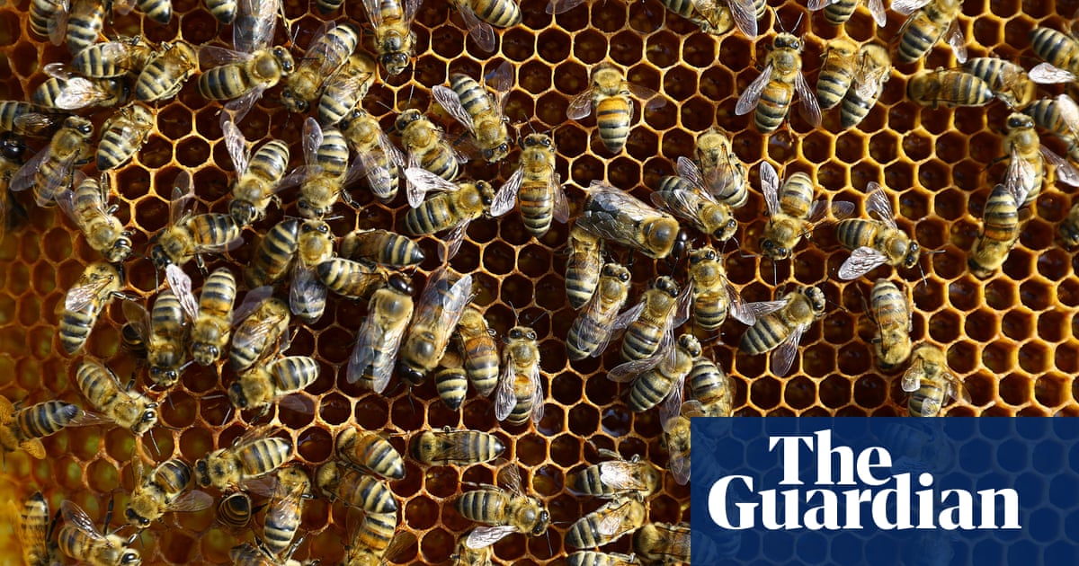 Honeybees use social distancing when mites threaten hives – study