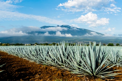 Blue lights: tequila only qualifies as tequila if it’s made with blue agave from the state of Jalisco.