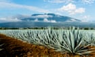 Tequilas and mezcals you will want to savour, not slam | Fiona Beckett on drink