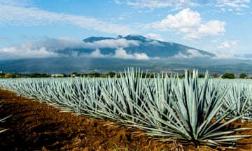 A field of Blue Agave in Jalisco, Mexico. A field of Agave tequilana, commonly called blue agave (agave azul) or tequila agave, is an agave plant that is an important economic product of Jalisco, Mexico. In the background is the famous Tequila Volcano or Volcán de Tequila