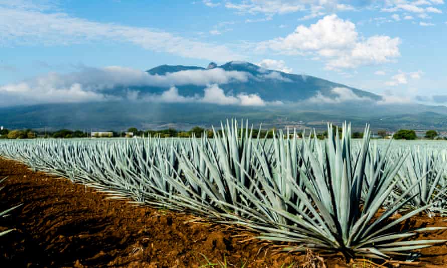 A field of Agave tequilana, commonly called blue agave (agave azul) or tequila agave, is an agave plant that is an important economic product of Jalisco, Mexico. In the background is the famous Tequila Volcano or Volcán de Tequila