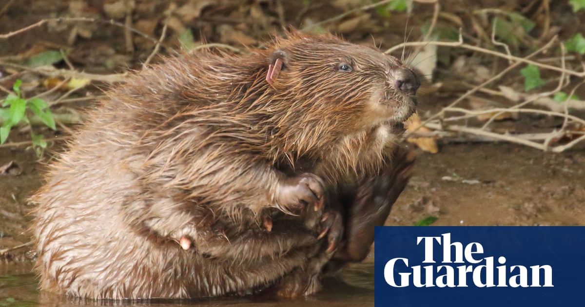 Beavers cut flooding and pollution and boost wildlife populations