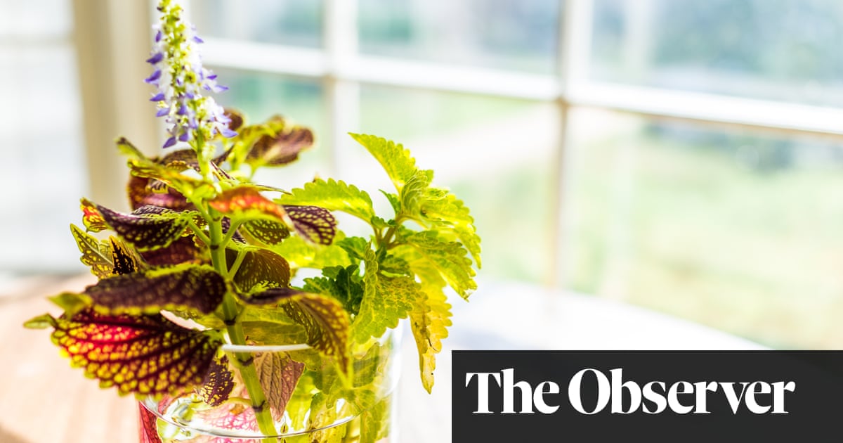 Flower power: how to make the summer last forever | Life and style | The Guardian