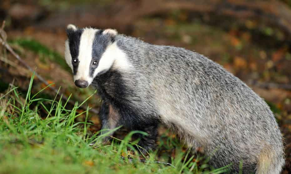 Badgers were culled in 10 areas of England in 2016