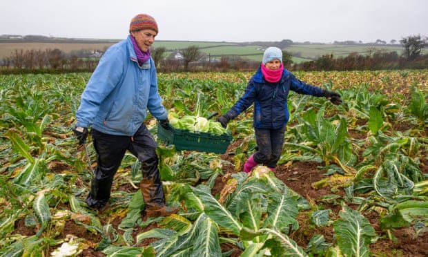Volunteers Pip Evans (right) and Lucy Zawadzki glean unwanted cauliflowers from a farm in Hayle, Cornwall