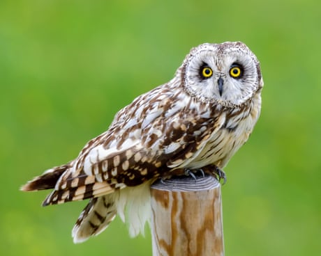 Birdwatch: a rare winter sighting of the short-eared owl