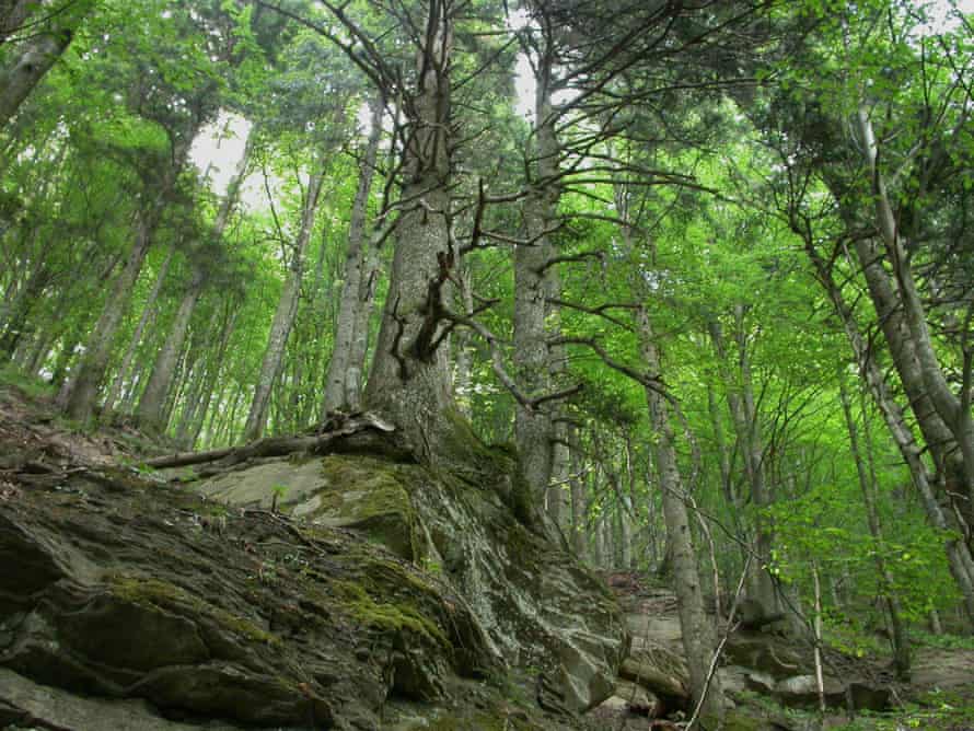 Foreste Casentinesi, Monte Falterona and Campigna national park