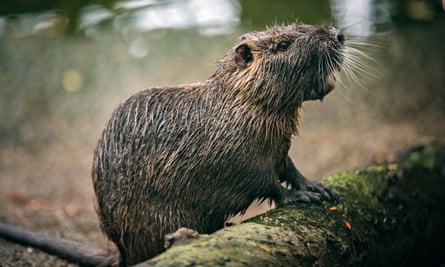 Nutria, also known as a swamp rat, is a semi-aquatic rodent.