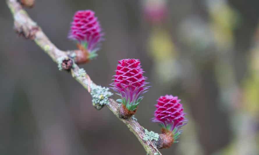 South Oxfordshire larch flowers on 17 March.