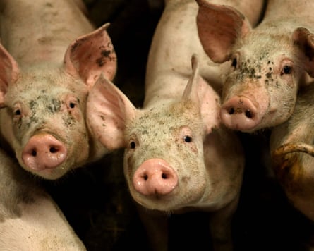 Pigs at a farm in Denmark