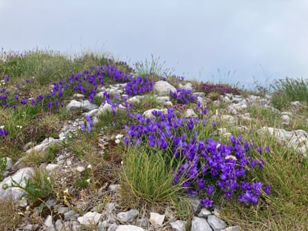 Purple flowers on a clifftop