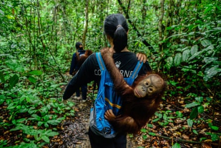 A volunteer carries a baby orangutan at the Center for Orangutan Protection in Borneo, before the centre was forced to close temporarily to minimise the spread of the virus.