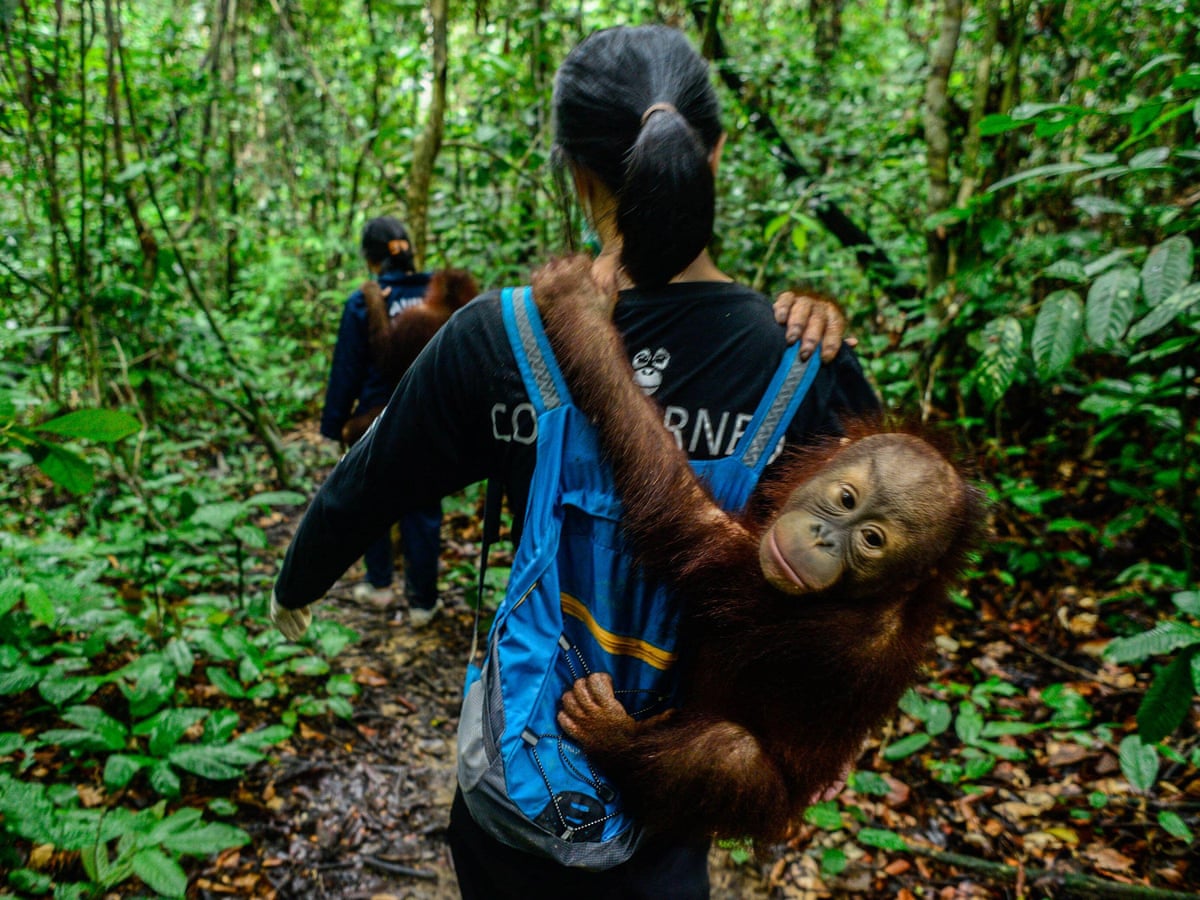 Wildlife Rescue Sanctuary