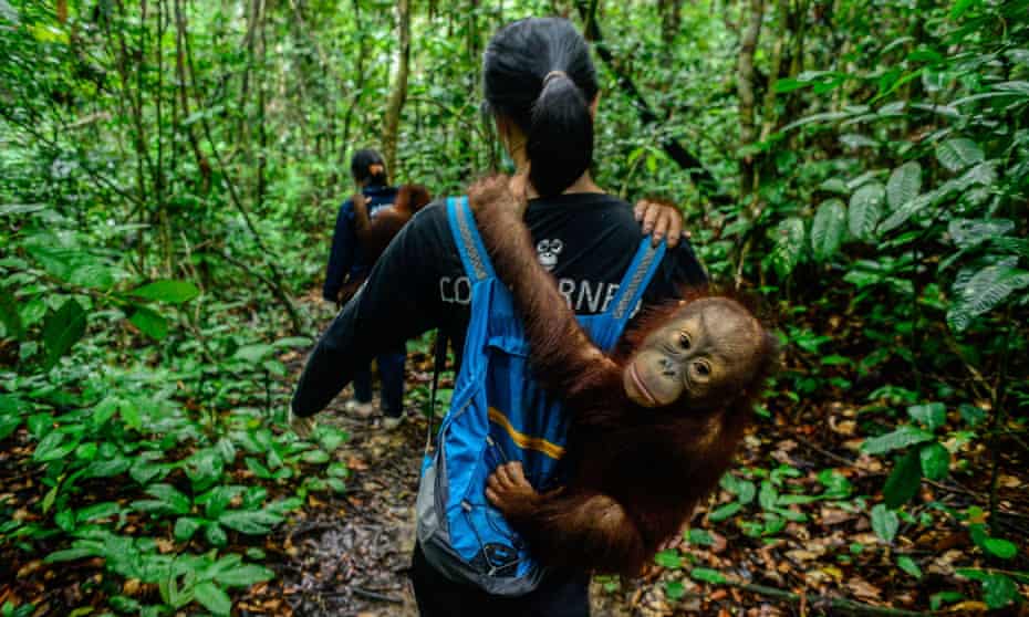 Volunteers from the Centre for Orangutan Protection in Borneo hold baby orangutans.