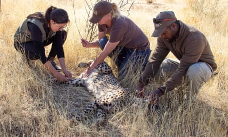 Vets draw blood from one of the Namibian cheetahs in preparation for the relocation