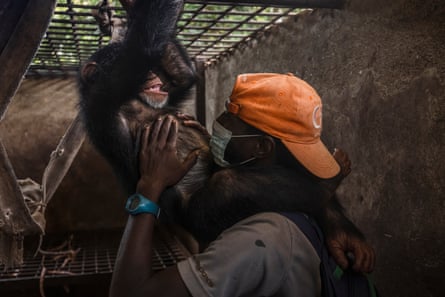 Caregiver Antoine plays with an orphaned chimp