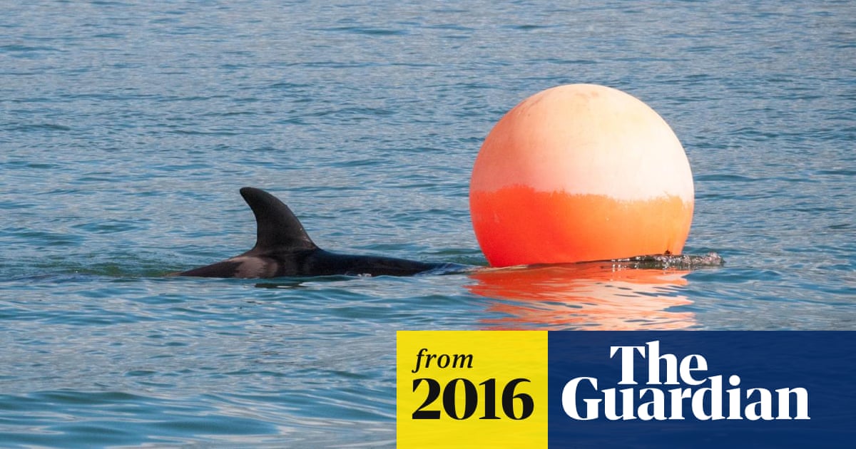 Baby Killer Whale Fights For Life In New Zealand Harbour New Zealand The Guardian Baby Killer Whale Fights For Life In New Zealand Harbour New Zealand The Guardian