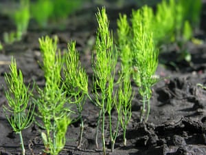 Young green organically cultivated asparagus plants in the vegetable garden