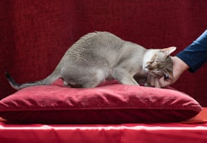 Fine Felines From The 2017 Uk Cat Fanciers Show In Pictures