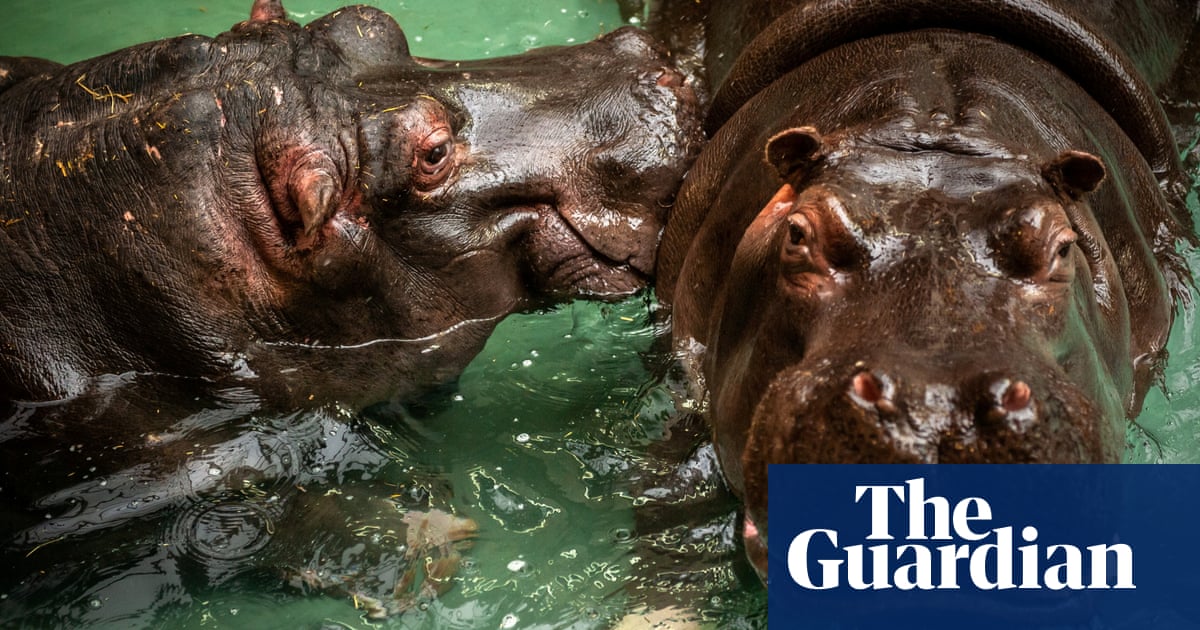 From hippos to hamsters: how Covid is affecting creatures great and small