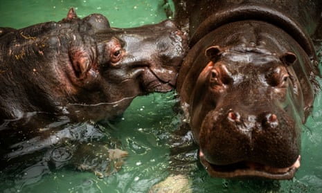 The hippos that have recently tested positive for Covid-19 at Antwerp zoo