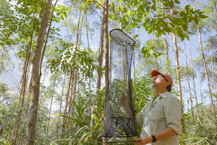 A man holding a butterfly trap in a forest on a sunny day
