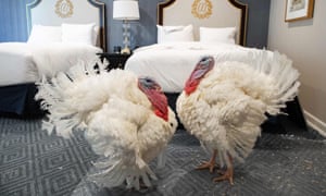 sarah palin and turkey video