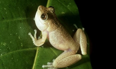 Australia's mountain mist frog, Litoria nyakalensis, has been declared extinct on the International Union for Conservation of Nature red list