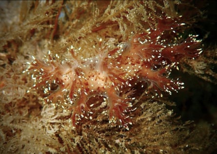 The sea slug Dendronotus keatleyae.