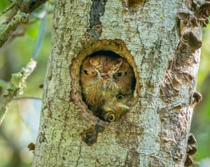 An eastern screech owlet tries to look out of the nest it shares with its mum, in a park in Florida, US