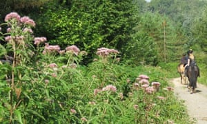 Tall herb vegetation in Rowberrow Warren