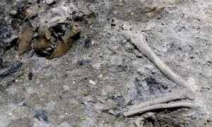 Roman dog skeleton