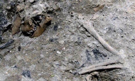 Roman dog skeleton