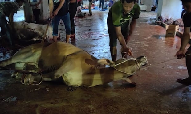 A still from live export footage of cattle slaughtered in Indonesia