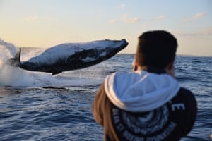 This spectacular breach was seen by people on a whale watching boat tour out of Sydney harbour.