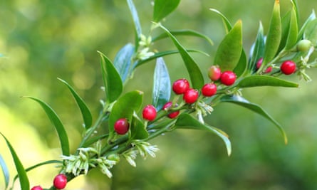 Sarcococca ‘Dragon Gate’ displaying flowers and berries.