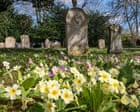 Country diary: Primroses turn a churchyard buttery yellow, heralding spring | Sarah Lambert