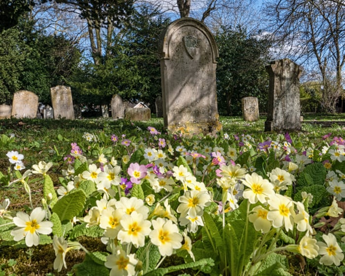 Country diary: Primroses turn a churchyard buttery yellow, heralding spring | Sarah Lambert