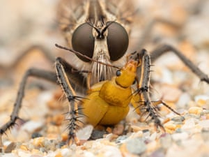 A dune robber fly eating a sulphur beetle