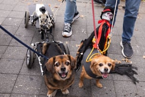 One dog pulling a Halloween skeleton on a cart and another carrying one on its back.