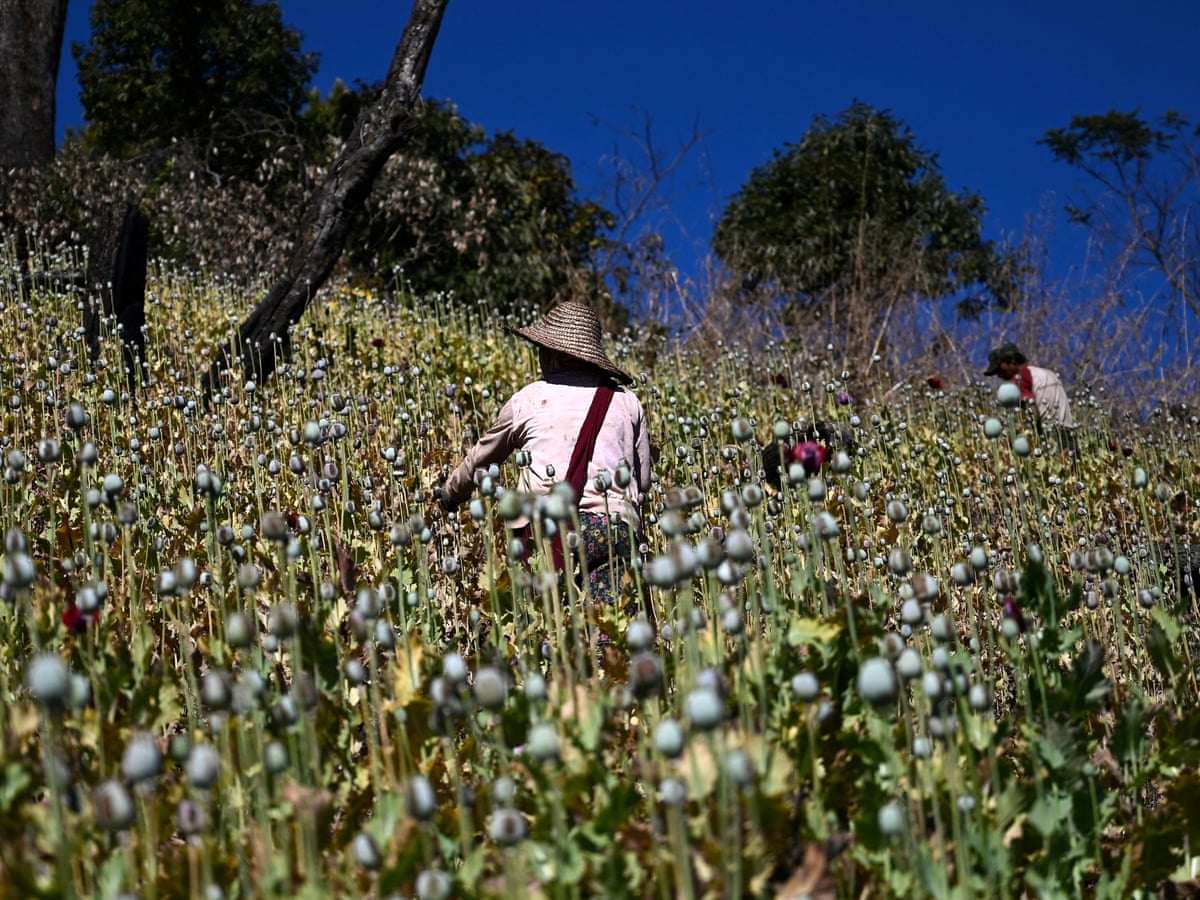 Myanmar opium production surges since coup, UN finds | Myanmar | The Guardian