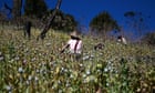 Myanmar opium production surges since coup, UN finds